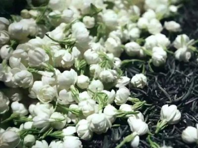 喝茶治口臭嗎，什么茶治口臭好？