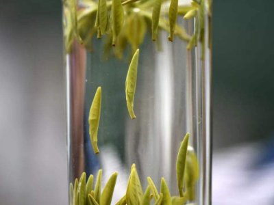 茶葉的專業(yè)知識，關(guān)于茶的基本知識大全