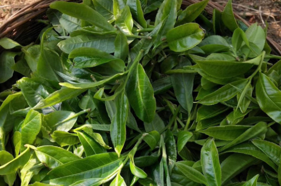 最耐泡的茶葉排名，什么茶葉經(jīng)久耐泡？