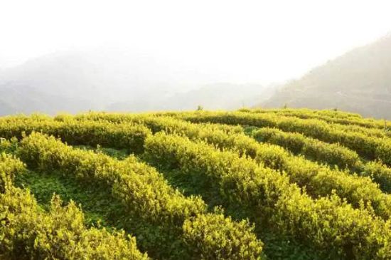 黃金茶的功效及禁忌癥，黃金茶有什么副作用嗎？