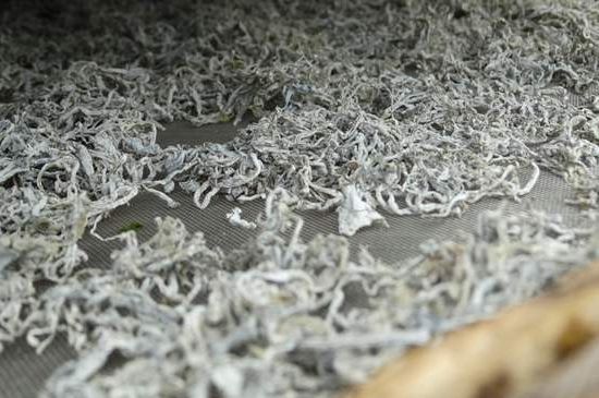 麗江雪茶的功效與作用，白雪茶有什么功效和作用