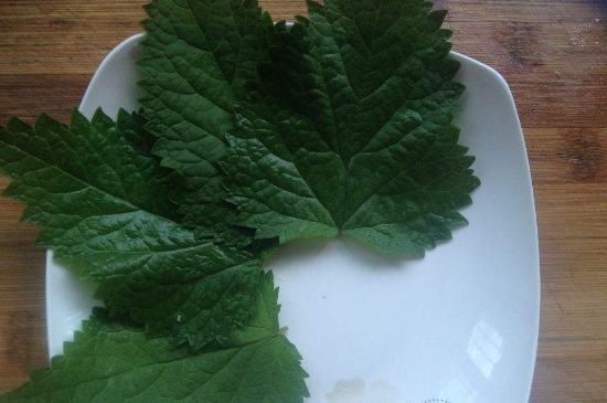 薄荷茶的功效與作用，喝薄荷茶有什么好處？