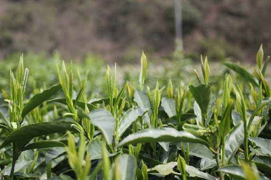 喝黃金茶禁忌，什么人不能喝黃金芽茶？