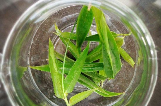 竹葉茶的禁忌，竹葉泡茶的功效禁忌