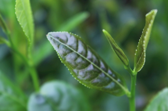 綠茶第一泡要倒掉嗎，為什么綠茶第一泡不喝？