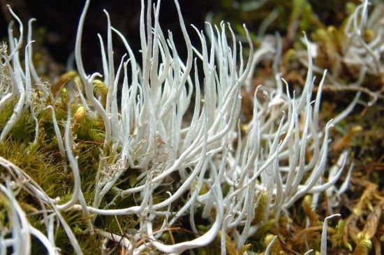 麗江雪茶的禁忌，白雪茶的副作用