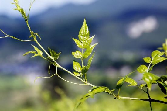 莓茶為什么先苦后甜回甘，莓茶口感怎么樣？