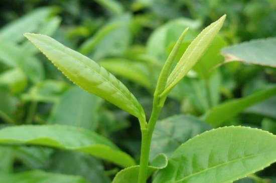 最耐泡的茶葉排名，什么茶葉經(jīng)久耐泡？