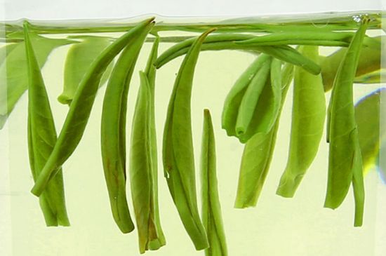 雀舌茶什么人不能喝，雀舌茶的功效與禁忌