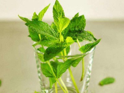 喝茶治口臭嗎，什么茶治口臭好？