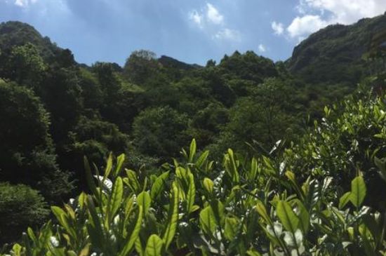 六安瓜片適合什么人喝，六安瓜片的功效與禁忌