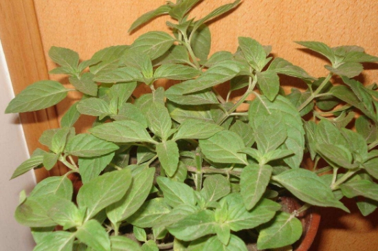 薄荷茶的功效與作用，喝薄荷茶有什么好處？