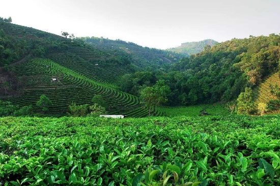 普洱茶的美麗傳說