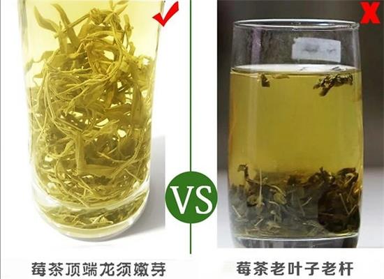 張家界茅巖莓茶與藤茶是同一種茶嗎，藤茶跟莓茶一不一樣？