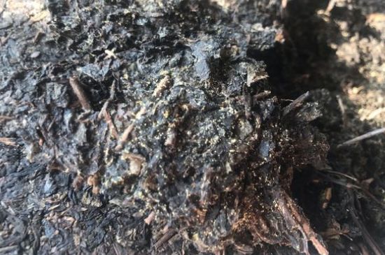 茯茶可以放在冰箱里存放嗎，茯磚茶如何儲存？