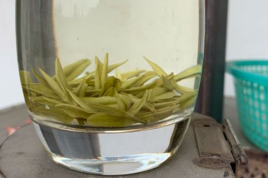 安吉白茶耐寒嗎，白茶適合放冰箱嗎