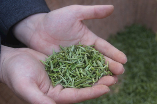 茶葉可以放冰箱嗎，茶需要放冰箱保存嗎