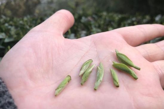 春茶季怎么辨別白毫銀針的好壞，好的白毫銀針如何選購(gòu)？