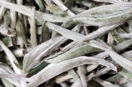 春茶上市白茶的好壞怎么區(qū)分，春白茶怎么分辨好不好？