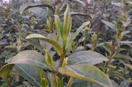 家庭如何保存碧螺春茶葉，蘇州洞庭碧螺春綠茶怎么保存？