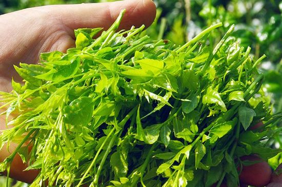 茅巖莓茶別名是什么，莓茶別名叫藤茶嗎？