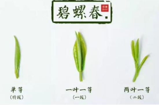 真假碧螺春泡水后區(qū)別，蘇州洞庭碧螺春怎樣鑒別好壞？