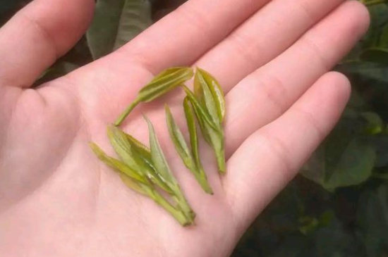 炒青茶為什么便宜，炒青綠茶好喝嗎？