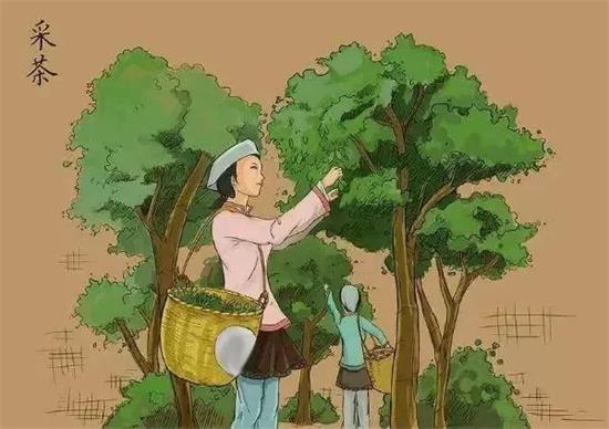 制茶八步驟，制茶工藝流程圖