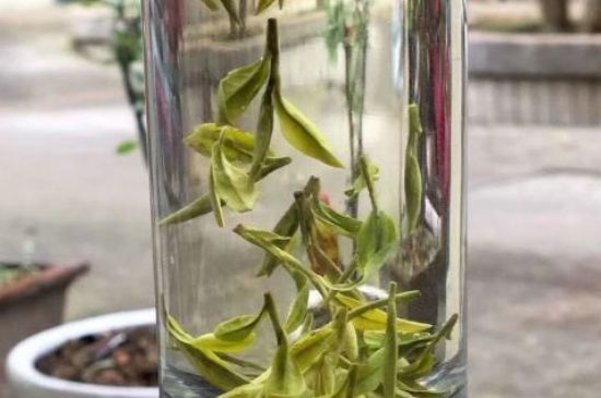 蒸汽煮茶器適合什么茶，蒸汽煮茶器適合用綠茶嗎？