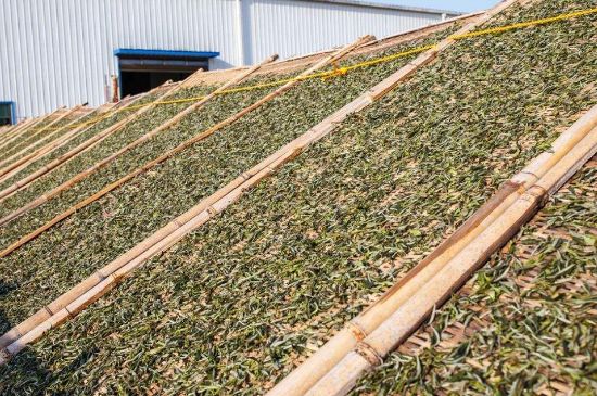 武夷巖茶的初制、精制加工工藝詳細(xì)講解