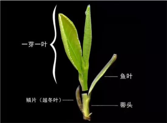 摘茶葉最快的方法，采摘茶葉怎么才能快？