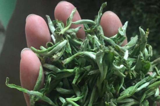 茉莉茶如何制作曬干，自制茉莉茶的做法