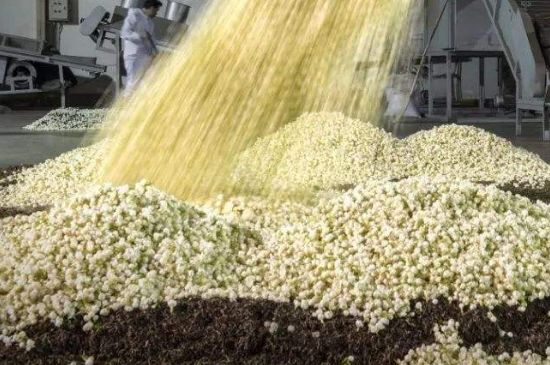 茉莉龍珠怎么做的，茉莉龍珠的制作工藝