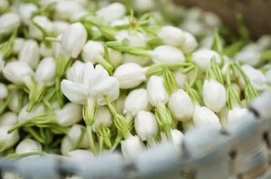 十大排毒養(yǎng)顏花茶，喝什么花茶排毒養(yǎng)顏