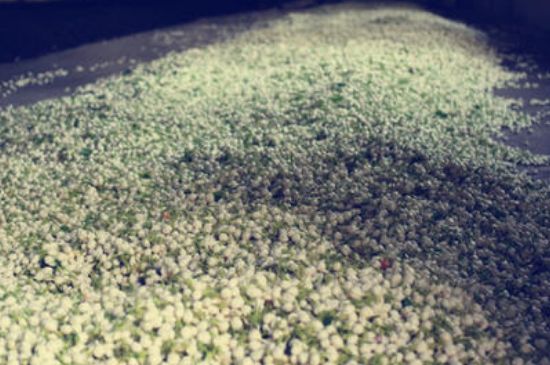 茉莉龍珠怎么做的，茉莉龍珠的制作工藝