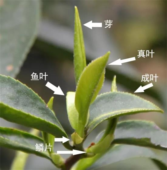 摘茶葉最快的方法，采摘茶葉怎么才能快？