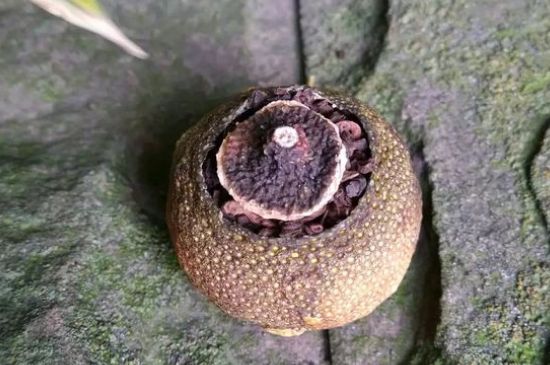 家庭自制柑普茶方法，小青柑制作9個步驟竅門（圖片）