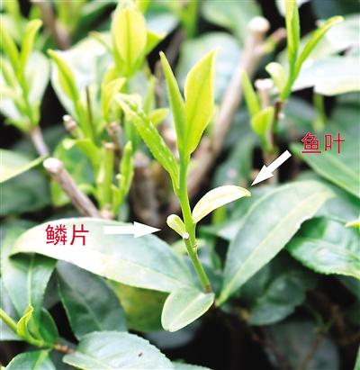 摘茶葉最快的方法，采摘茶葉怎么才能快？