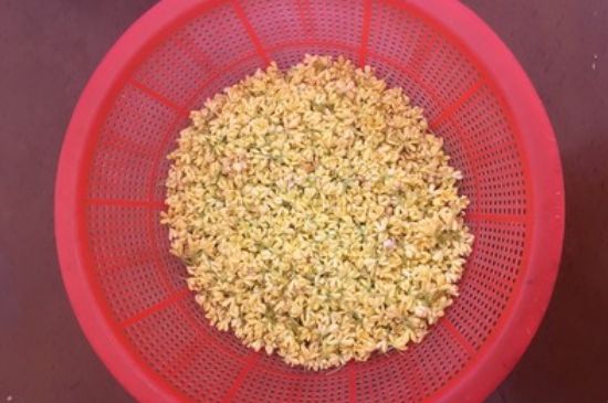 干桂花茶的制作方法，怎樣自制桂花茶？