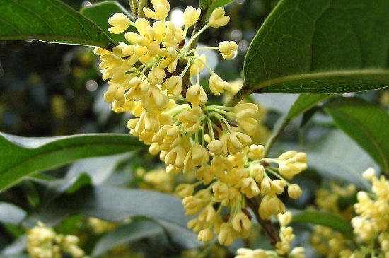 干桂花茶的制作方法，怎樣自制桂花茶？