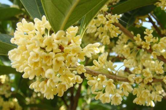 茉莉茶一次泡幾朵，茉莉茶放多少