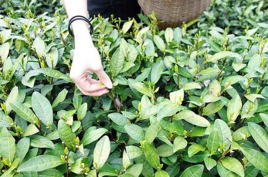 采茶的方法與步驟，如何正確采摘茶葉？