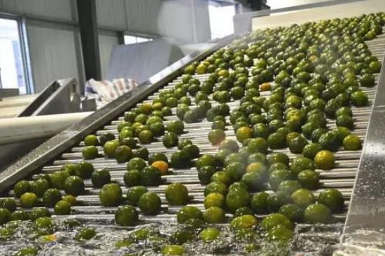 家庭自制柑普茶方法，小青柑制作9個步驟竅門（圖片）