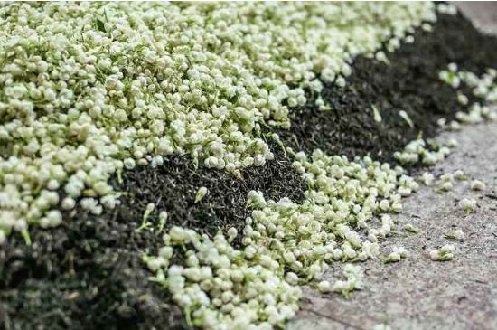 茉莉茶葉的功效與禁忌，什么人不適合喝茉莉花茶？