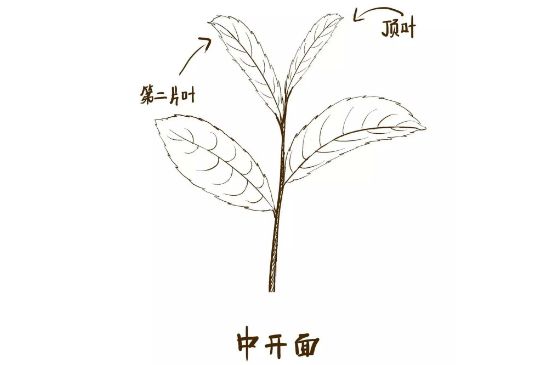 武夷巖茶的初制、精制加工工藝詳細(xì)講解