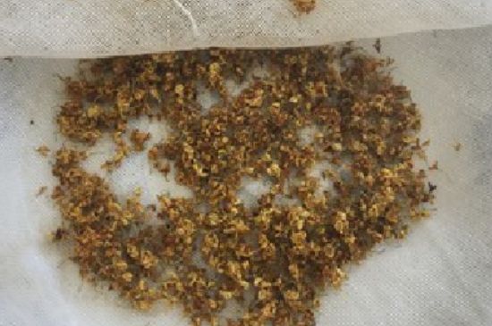 干桂花茶的制作方法，怎樣自制桂花茶？