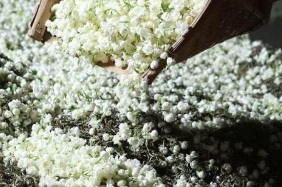 茉莉茶葉的功效與禁忌，什么人不適合喝茉莉花茶？