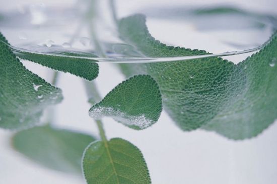 薄荷葉茶怎么制作，薄荷如何做成干茶葉