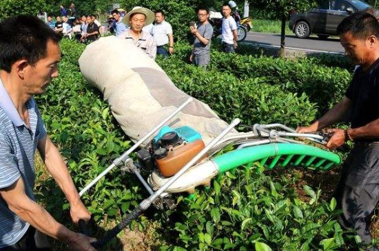 采茶的方法與步驟，如何正確采摘茶葉？