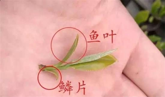摘茶葉最快的方法，采摘茶葉怎么才能快？